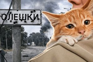 Як не забрати таких котиків врятоване з Олешок кошеня знайшло дім, іншим шукають родини