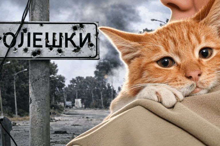 Як не забрати таких котиків врятоване з Олешок кошеня знайшло дім, іншим шукають родини