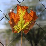 Заморозки на ґрунті